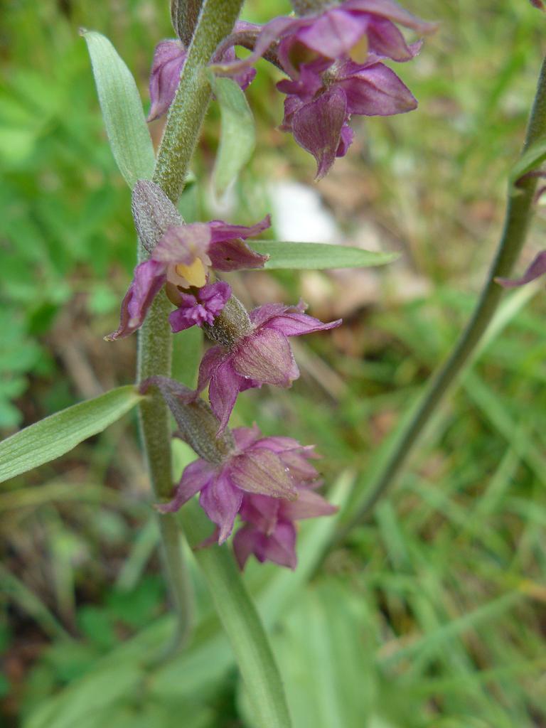 orchidea viola scuro: Epipactis atrorubens